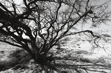 İsrail 'deki Negev Çölü' nün kayalık tepelerinde siyah beyaz dramatik bir sahne. Ortadoğu 'nun nefes kesici manzarası ve doğası. 