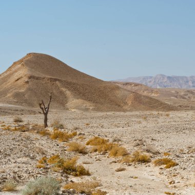 İsrail 'deki Negev Çölü' nün cansız sonsuzluğunda yaşam. Ortadoğu 'nun nefes kesici manzarası ve doğası.