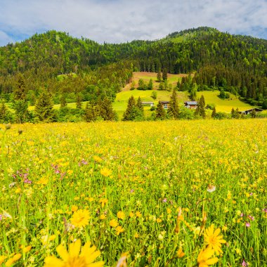 Ormanlar, alanları, otlaklar ve çayırlar yeşil tepenin arka plan üzerinde Avusturya manzara.