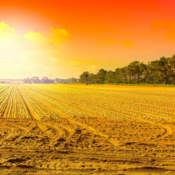 Rangées Jeunes Plants Frais Sur Fond Ciel Lever Soleil Paysage — Photo