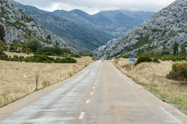 スペインのヨーロッパピークのアスファルト道路上の恐れのない牛早朝 — ストック写真