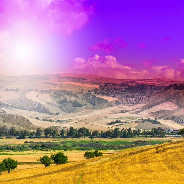 Tarwevelden Sicilië Oogst Siciliaans Landschap Bij Zonsopgang Heuvels Bloemen Weiden — Stockfoto