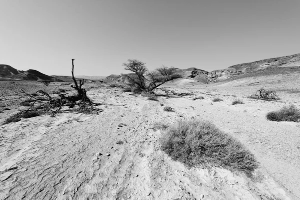 Leben Einer Leblosen Unendlichkeit Der Negev Wüste Israel Atemberaubende Landschaft — Stockfoto