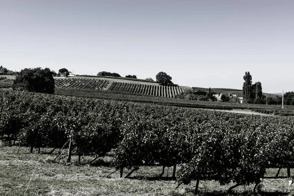 Crecimiento Industrial Uva Francia Finca Vinícola Francesa Rodeada Hermosas Hileras — Foto de Stock