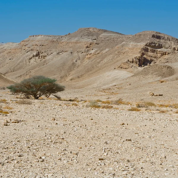 Нескінченна Фантазія Скелястих Пагорбів Пустелі Негев Ізраїлі Дивовижний Краєвид Природа — стокове фото