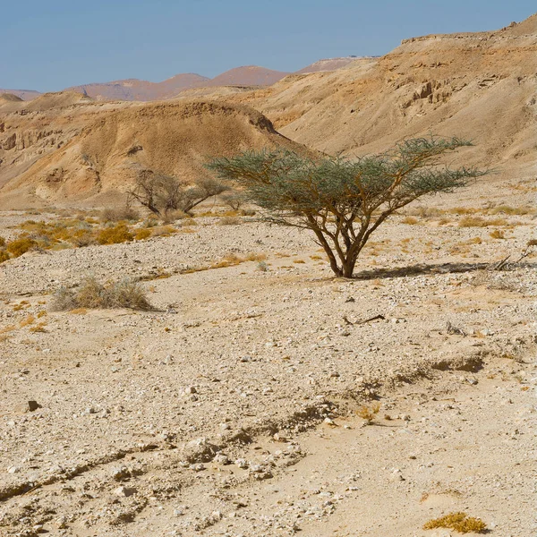 Life Lifeless Infinity Negev Desert Israel Breathtaking Landscape Nature Middle — Stock Photo, Image