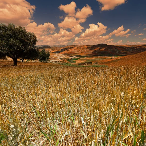 Пшеничные Поля Холмах Сицилии Закате — стоковое фото