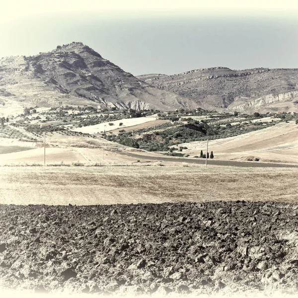 Olive Groves Plowed Sloping Hills Szicília Tavasszal Retro Image Szűrt — Stock Fotó