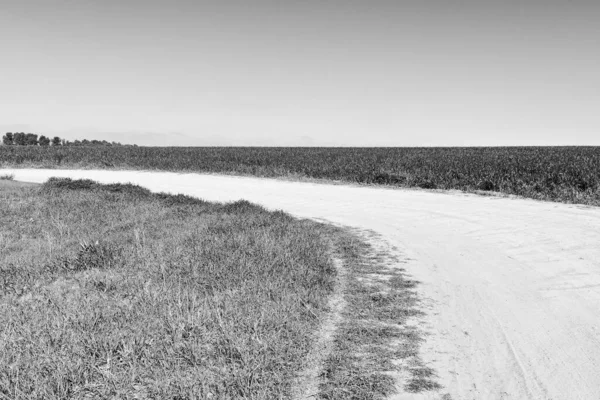 Campos Verdes Israel Primavera Estilo Filtrado Imágenes Retro — Foto de Stock