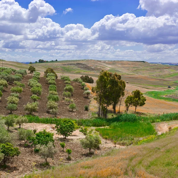 Landskap Sicilien Med Olivträd Våren — Stockfoto