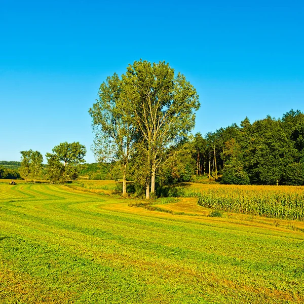 Плантация Кукурузы После Сбора Урожая Франции — стоковое фото