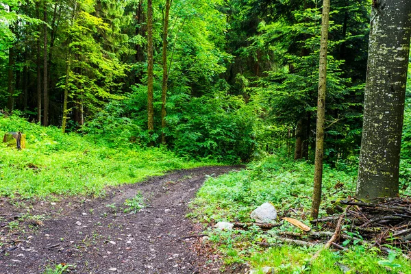 Sentiero Fitta Foresta Nelle Alpi Austriache Giorno Pioggia Stile Vintage — Foto Stock