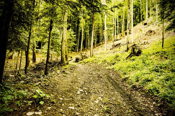 Wandelpad Dicht Bos Oostenrijkse Alpen Regenachtige Dag Vintage Stijl — Stockfoto