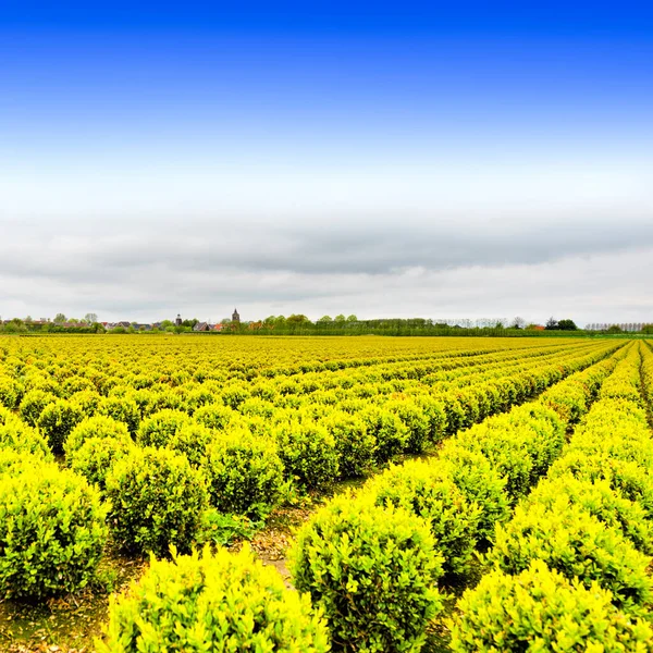 Agriculture Land Reclaimed See Netherlands Rows Plant Land Formed Dams — Stock Photo, Image