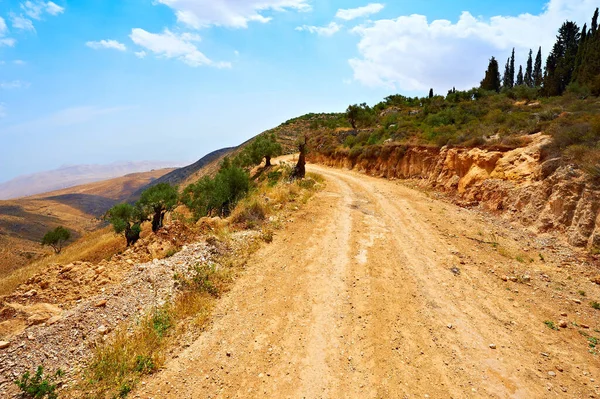 Dirt Road Cliff Stunted Olive Grove Israel Retro Style — Stock Photo, Image