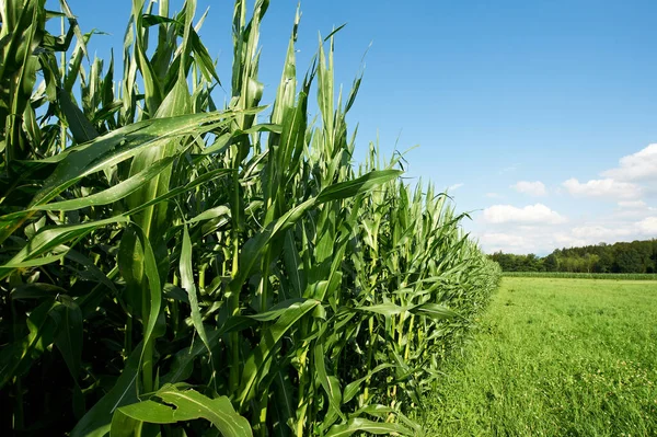 Corn Plantation Mown Field Edge Forest Bavaria Retro Style — Stock Photo, Image
