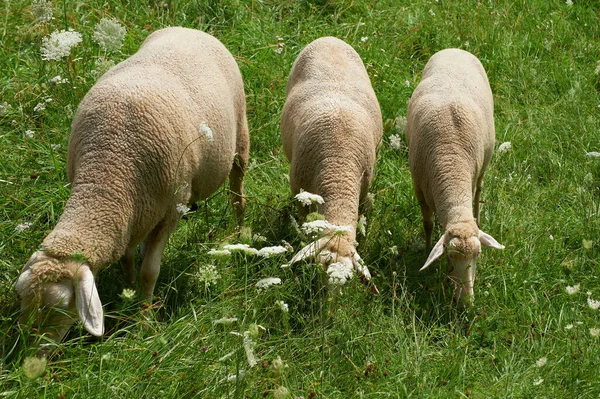 バイエルンの羊はドイツの手入れの行き届いた牧草地で放牧されています レトロなスタイル — ストック写真
