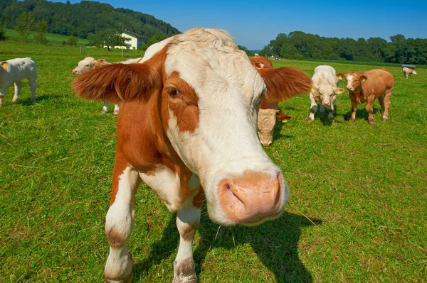 Pecuária Alemanha Vaca Engraçada Olha Para Lente Pasto Baviera Estilo — Fotografia de Stock