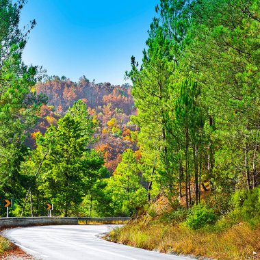 Asfalt yolu, Portekiz 'de ormanla kaplı tepeler arasında.