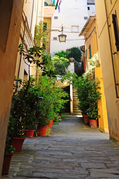 Rue Étroite Décorée Fleurs Arbres Décoratifs Dans Ville Médiévale Italienne — Photo