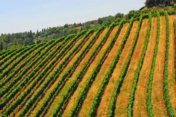 イタリアのブドウ畑やオリーブ畑とトスカーナの有名な丘 レトロなスタイル — ストック写真