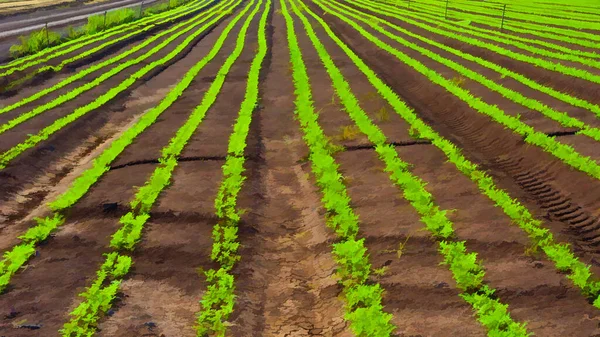 Rows Fresh Young Green Seedling Carrots Israel Stylized Photo — Stock Photo, Image