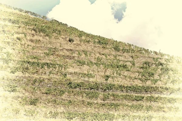 Виноградник Холмах Португалии Картина Стиле Винтаж — стоковое фото