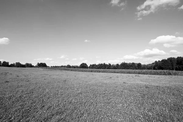 Németország Elhagyatott Földjei Fekete Fehérben Kukoricaültetvény Bajorország Déli Részén — Stock Fotó