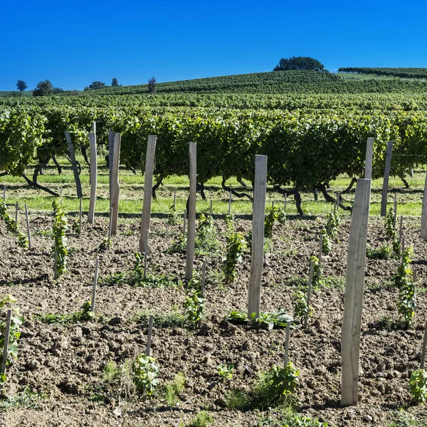 Industrielles Wachstum Der Trauben Frankreich Französischer Weinbaubetrieb Umgeben Von Wunderschönen — Stockfoto