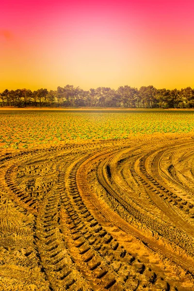 Rijen Van Verse Jonge Zaailing Achtergrond Van Hemel Bij Zonsopgang — Stockfoto