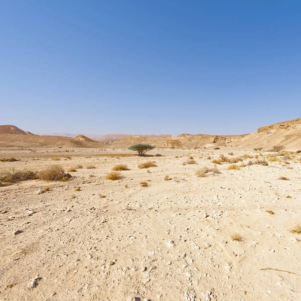 Suche Drzewo Nieskończoność Pustyni Negew Izraelu Zapierający Dech Piersiach Krajobraz — Zdjęcie stockowe