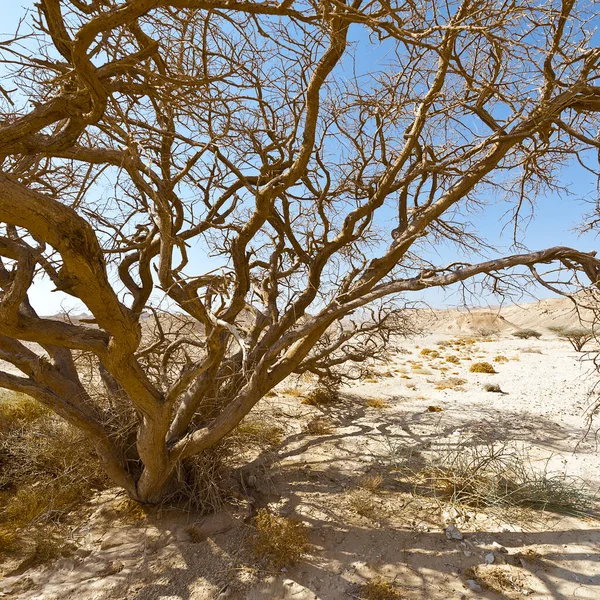 Suchý Strom Nekonečnu Negevské Pouště Izraeli Dech Beroucí Krajina Příroda — Stock fotografie