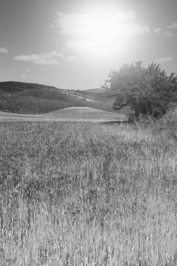 Sicilya 'daki buğday tarlaları. Gündoğumunda Sicilya manzarası, tepeler, çiçekler, çayırlar ve güneş ışığı. Siyah beyaz resim