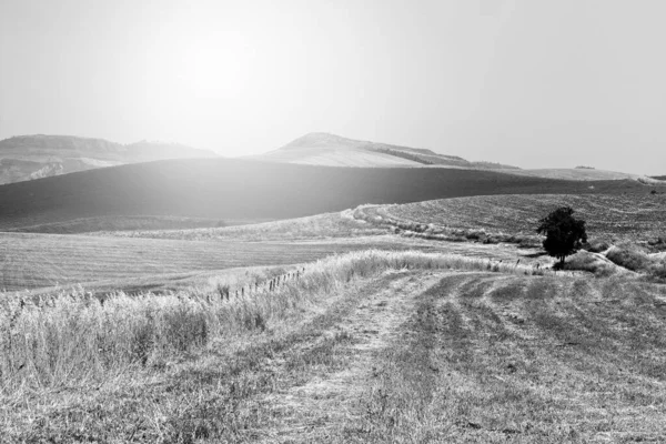 시칠리아의 목초지 햇빛에 시실리안 — 스톡 사진