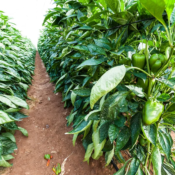 Grön Paprika Inne Växthuset Israel Industriell Tillväxt Söta Grönsaker Jordandalen — Stockfoto