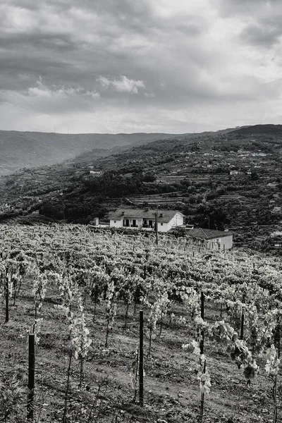 Vinhedos Região Rio Douro Portugal Viticultura Aldeia Portuguesa Foto Preto — Fotografia de Stock