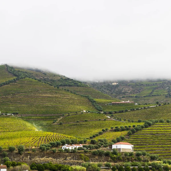 Winnice Regionu Rzeki Douro Portugalii Zabytki Portugalskiej Wsi — Zdjęcie stockowe