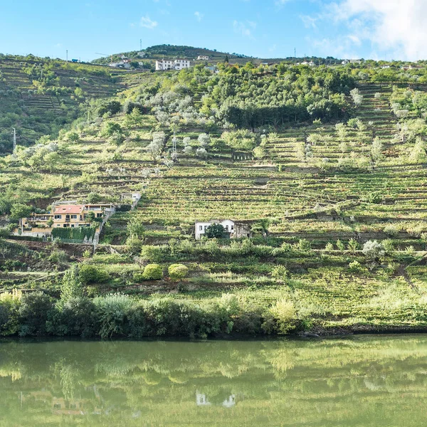 Portekiz Douro Nehri Bölgesinde Üzüm Bağları Zeytinlikler Arasında Seyahat Edin — Stok fotoğraf
