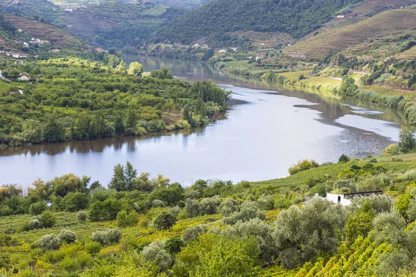 Cestování Regionu Řeky Douro Portugalsku Mezi Vinicemi Olivovými Háji Vinařství — Stock fotografie