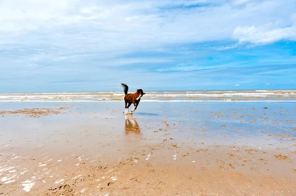 Dancing Horse Aan Noordzee Zeeland Nederland — Stockfoto