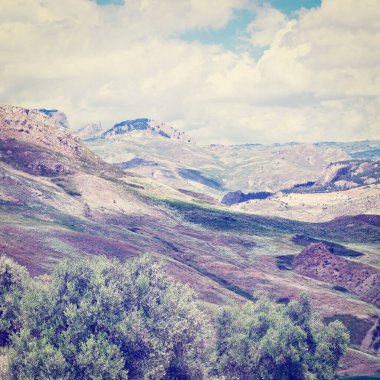 İtalya 'da Sicilya' nın eğimli tepelerinde zeytin ağaçları, Instagram Efekti