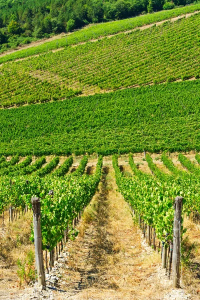 Vignobles Étendus Dans Région Chianti Italie Coteau Avec Vignobles Toscane — Photo