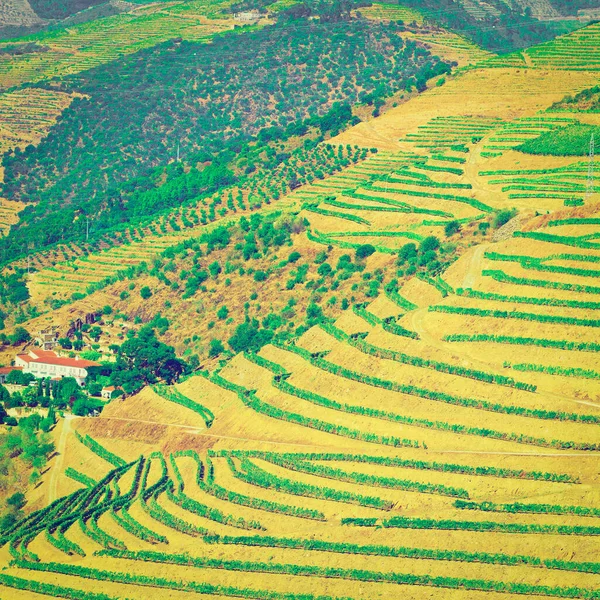 Vineyards Hills Portugal Instagram Effect — Stock Photo, Image