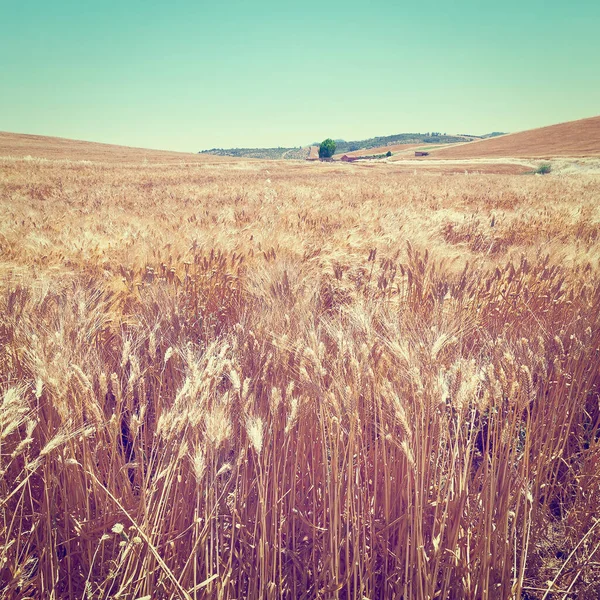 西西里山上的麦田 Instagram效应 — 图库照片