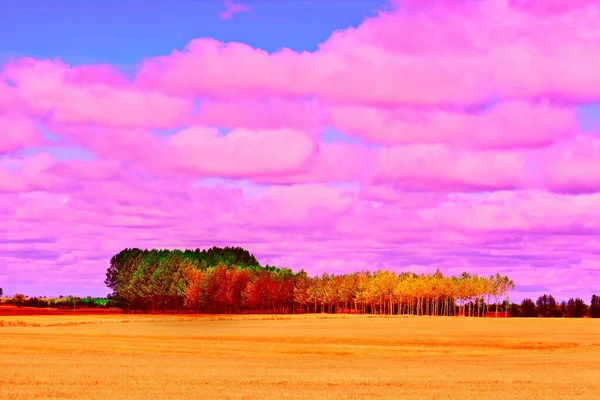 Campo Trigo Espanha Pôr Sol — Fotografia de Stock