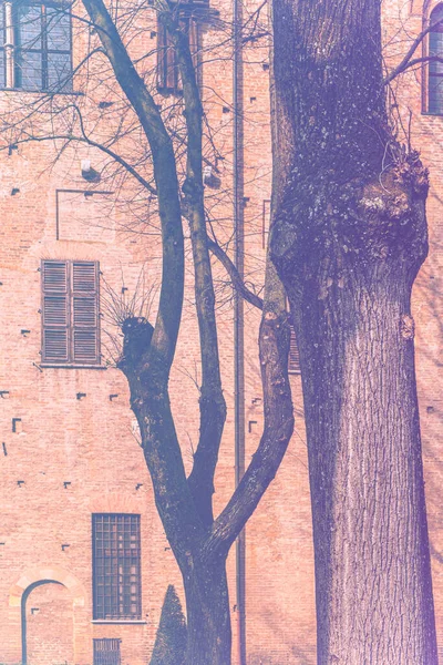 Whimsical Shade Trees Courtyard Duke Gonzaga Palace Mantua Baded Color — стоковое фото