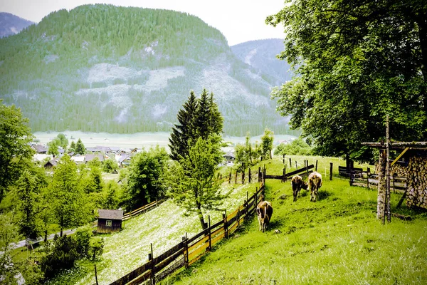 晨雾和雨笼罩着奥地利的森林 草地和村庄 在奥地利农村 奶牛在新鲜的绿色山地牧场上吃草 复古风格 — 图库照片
