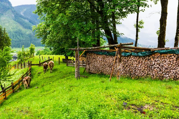 Névoa Manhã Chuva Sobre Paisagem Austríaca Com Florestas Campos Prados — Fotografia de Stock