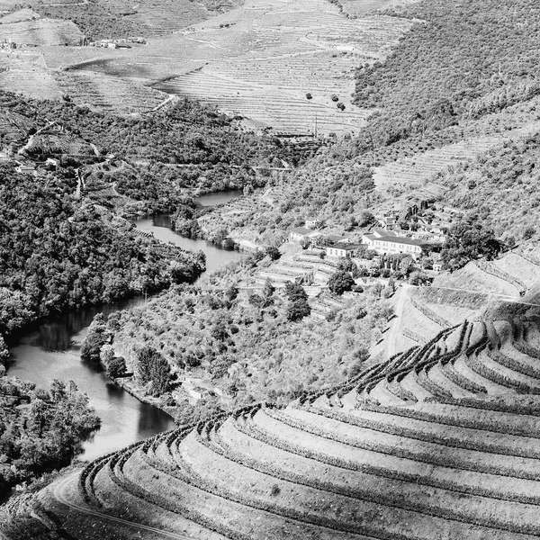 Podróż Regionie Rzeki Douro Portugalii Wśród Winnic Gajów Oliwnych Uprawa — Zdjęcie stockowe