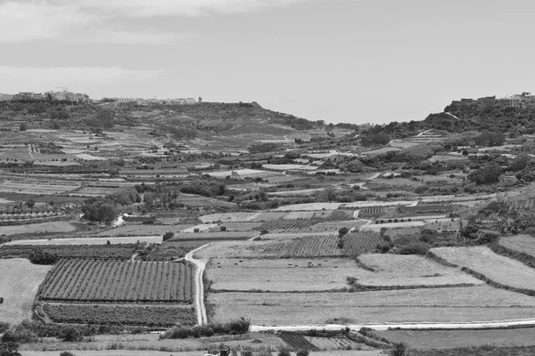 Αγροτικό Τοπίο Χωράφια Και Αμπελώνες Στο Νησί Της Μάλτας Gozo — Φωτογραφία Αρχείου